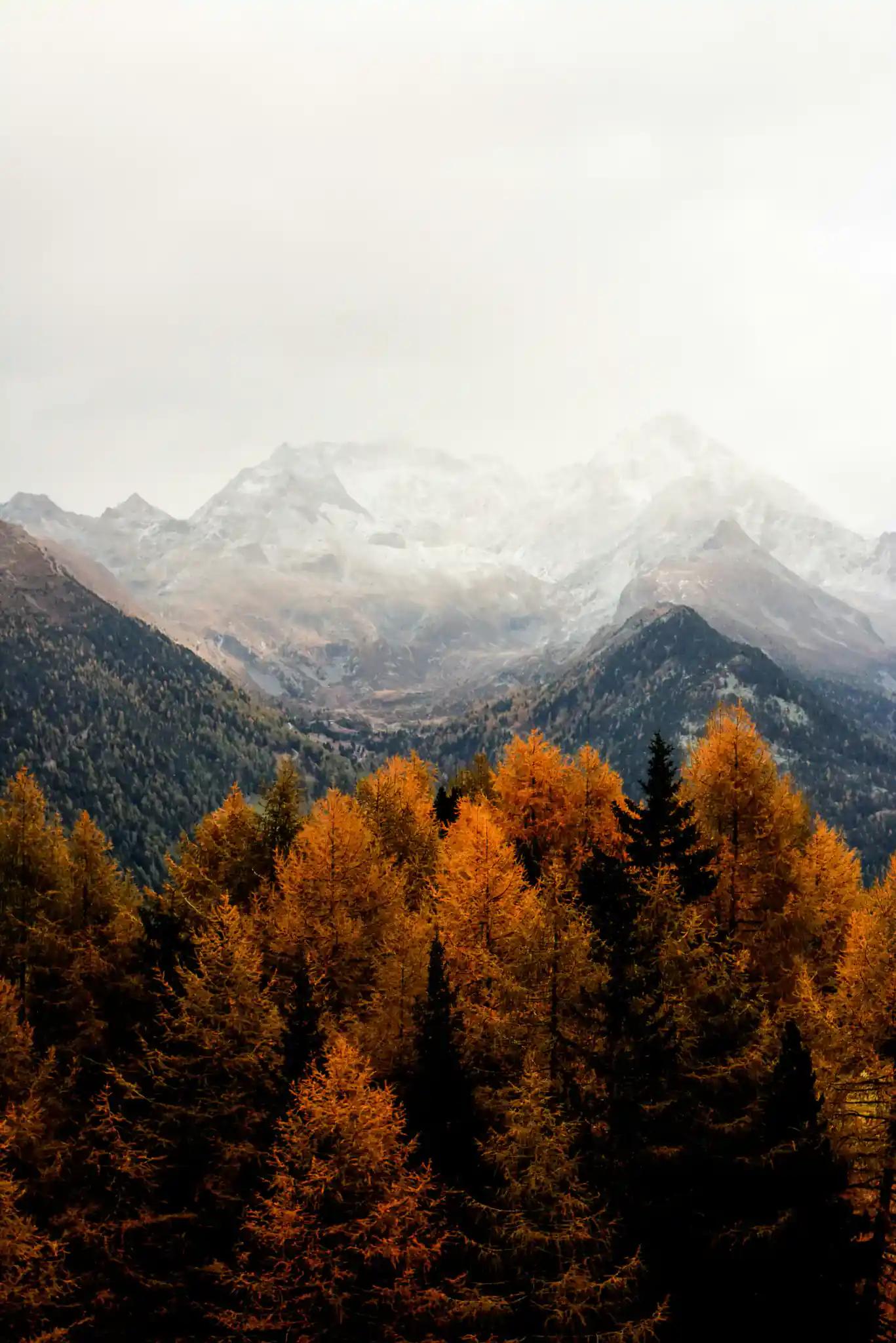 Autumn forest with misty mountains.