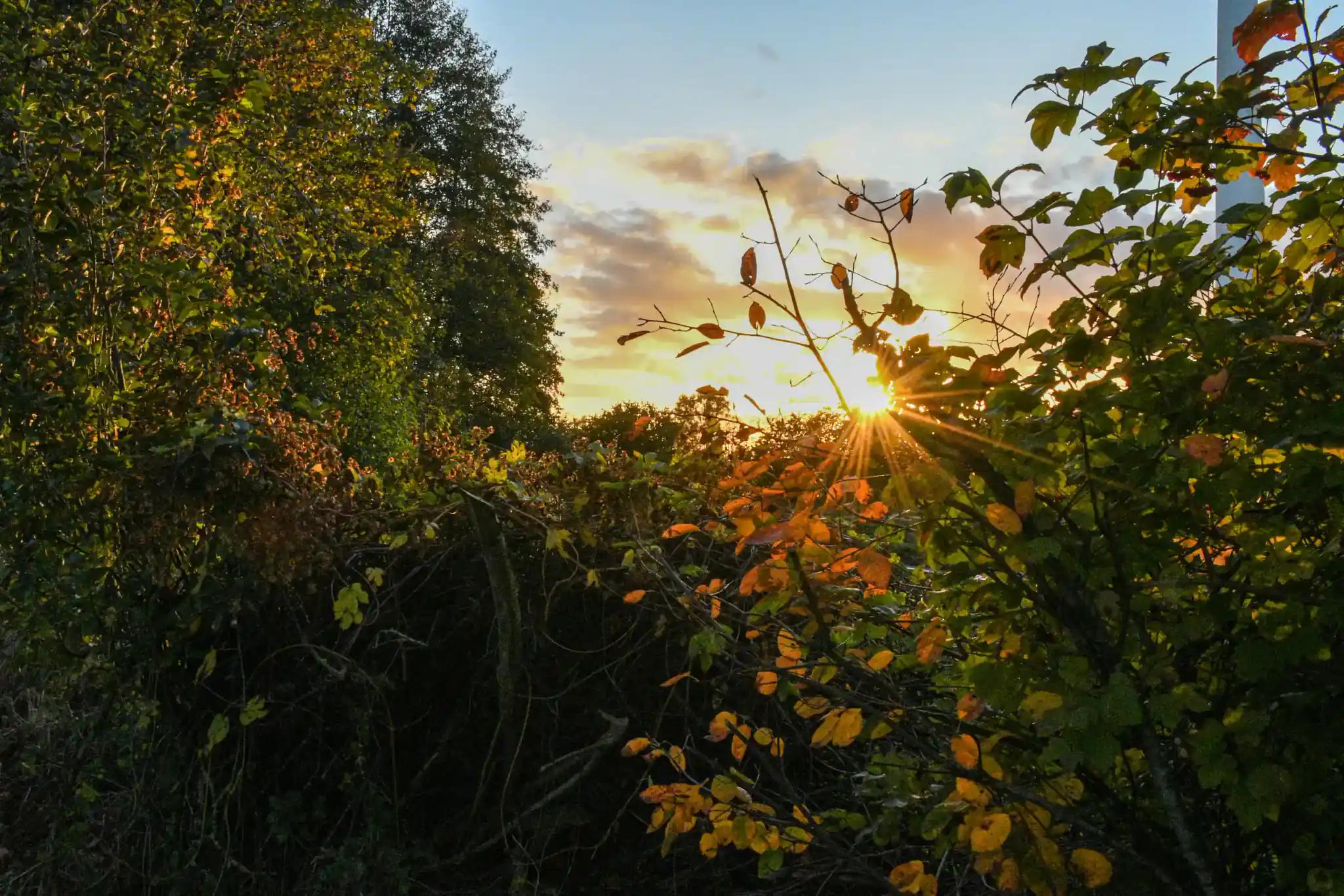 Sonnenuntergang hinter herbstlichen Bäumen und Sträuchern.